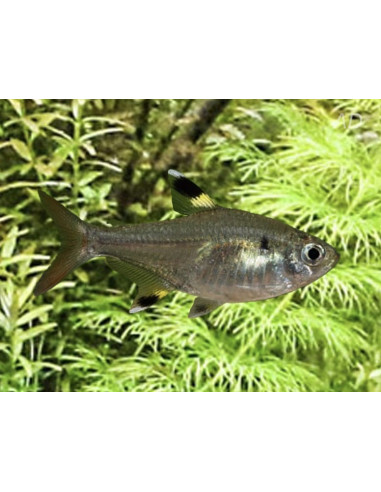 Tétra x-ray (Pristella maxillaris) 1,5-2cm