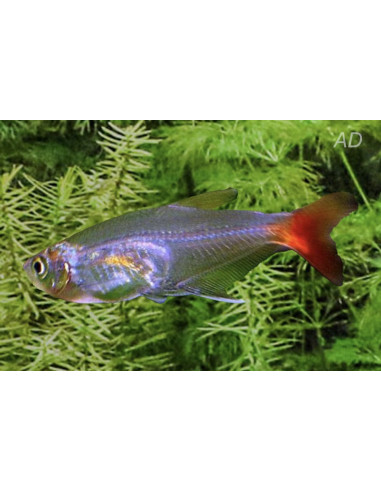 Prionobrama filigera (Prionobrama filigera) 2-2,5cm