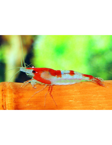 Crevette Red Rili (Neocaridina heteropoda "Rili") 1-1,5cm