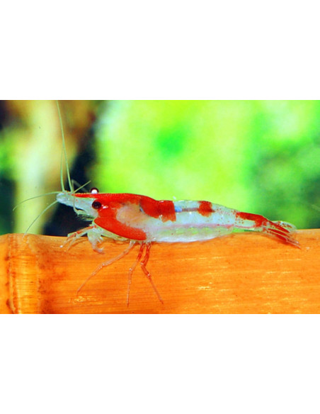 Crevette Red Rili (Neocaridina heteropoda "Rili") 1-1,5cm