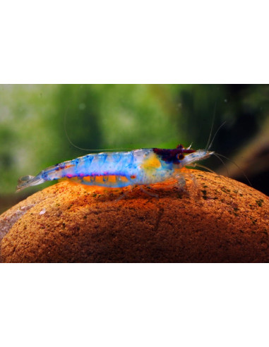 Crevette Blue Rili (Neocaridina heteropoda "Blue Rili") 1-1,5cm