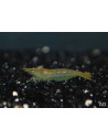 Neocaridina Davidi Var. Green Jade 1-1,5cm