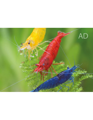 Crevette naine mélange de couleurs (Neocaridina sp. Mix) 1-1,5cm 1 piece
