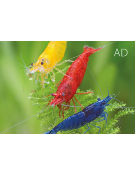 Crevette naine mélange de couleurs (Neocaridina sp. Mix) 1-1,5cm 1 piece