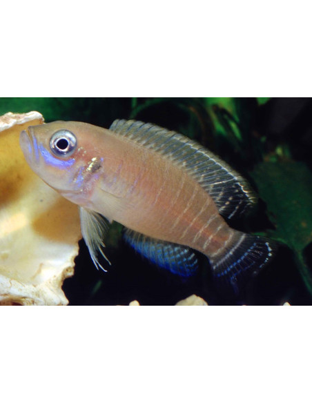 Conchylicole brevis (Neolamprologus brevis) 2,5-3cm