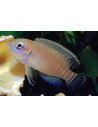 Neolamprologus Brevis 2,5-3cm
