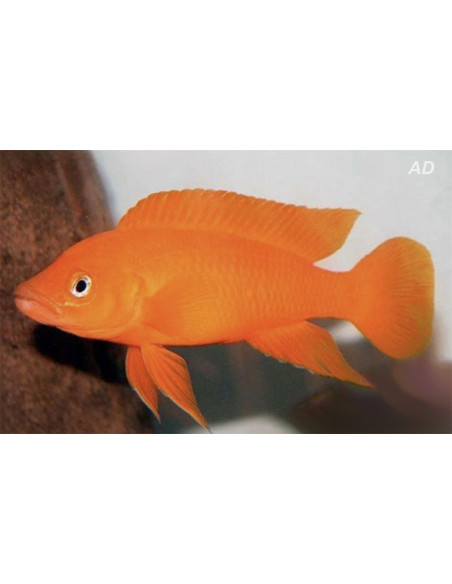 Neolamprologus leleupi Orange (Neolamprologus leleupi Orange) 3-4cm