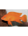 Neolamprologus leleupi Orange (Neolamprologus leleupi Orange) 3-4cm