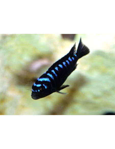 Pseudotropheus elongatus Neon Spot (Pseudo. elongatus Neon Spot) 4-5cm