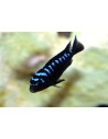 Pseudo. Elongatus Neon Spot 4-5cm