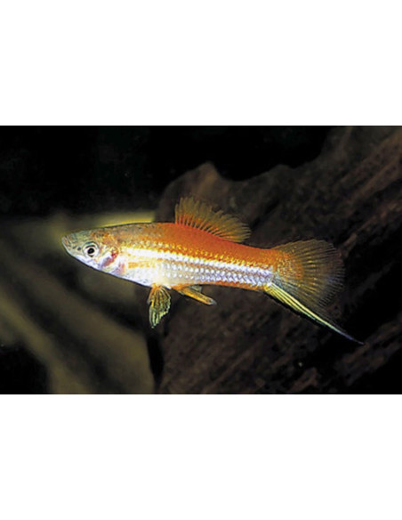 Xipho Neon (Xiphophorus hellerii Neon) 4-5cm