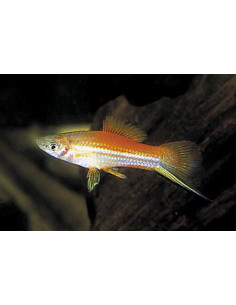 Xipho Neon (Xiphophorus hellerii Neon) 4-5cm