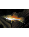 Xipho Neon (Xiphophorus hellerii Neon) 4-5cm