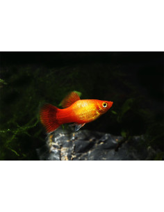 Platy Neon Sunset Moon (Xiphophorus maculatus) 2,5-3cm