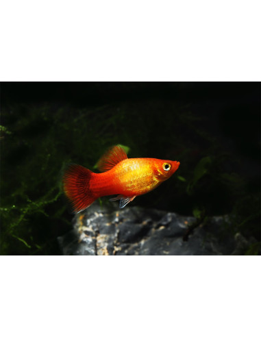 Platy Neon Sunset Moon (Xiphophorus maculatus) 2,5-3cm