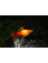 Platy Neon Sunset Moon (Xiphophorus maculatus) 2,5-3cm