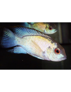 Andinoacara pulcher Neon (Andinoacara pulcher Neon) 3-5cm