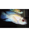 Andinoacara pulcher Neon (Andinoacara pulcher Neon) 3-5cm