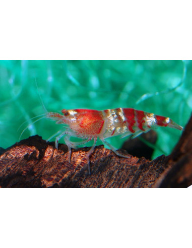 Crevette Crystal Red (Caridina sp. Crystal Red) 1,2-1,5cm