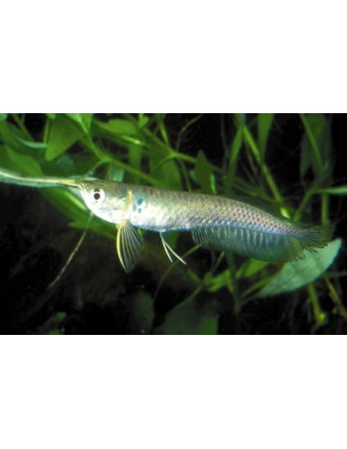 Arowana argentée (Osteoglossum bicirrhosum) 12-15cm