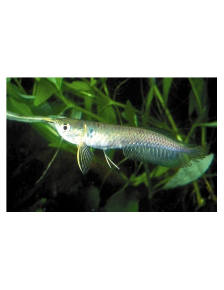Arowana argentée (Osteoglossum bicirrhosum) 12-15cm