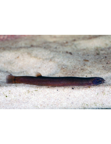 Pangio Pangia Black 4-5cm