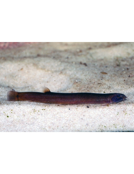 Pangio Pangia Black 4-5cm