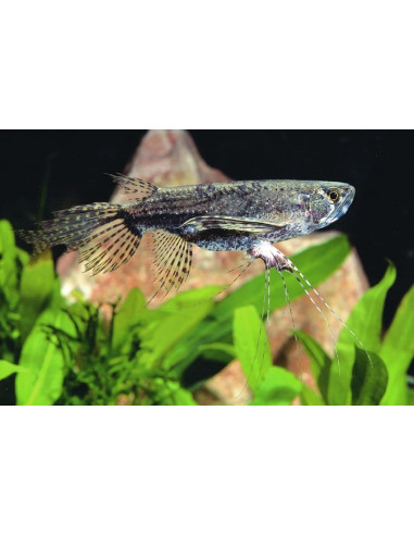 Pantodon Bucholzi 5,5-6,5cm Wild