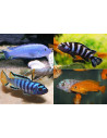 Pseudo. Zebra Red/Blue 4-5cm