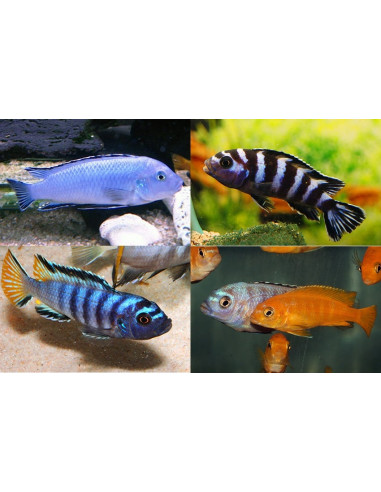 Pseudotropheus Sp. Mix 4-5cm