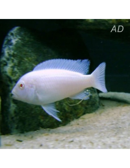 Pseudotropheus socolofi White (Pseudotr. socolofi White) 3-4cm
