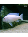 Pseudotr. Socolofi White 3-4cm