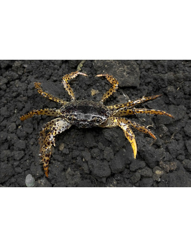 Parathelphusa Pantherina 3-3,5 Cm Wild