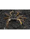 Parathelphusa Pantherina 3-3,5 Cm Wild