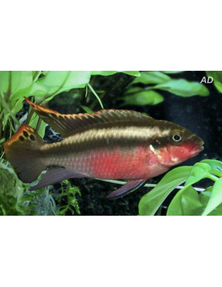 Kribensis (Pelvicachromis kribensis) 3,5-4,5cm