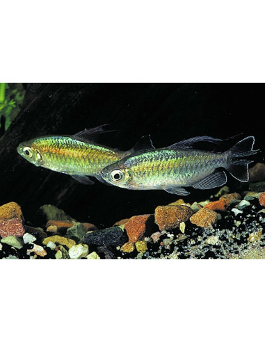 Tétra du Congo (Phenacogrammus interruptus) 3-4cm