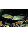 Phenacogrammus Interruptus 4-5cm