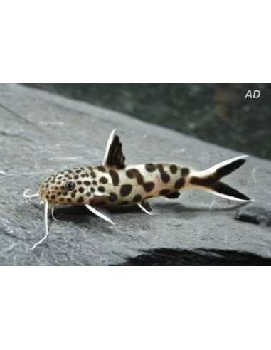 Synodontis Petricola 2-2,5cm