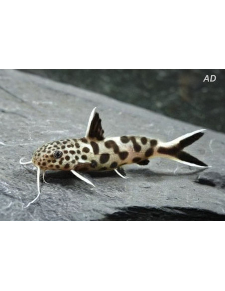 Synodontis Petricola 2-2,5cm