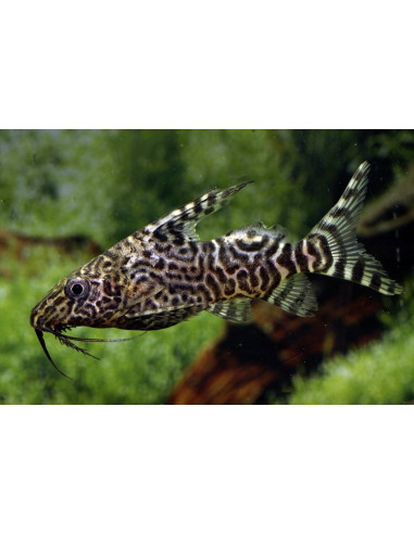 Synodontis Eupterus 3-4cm