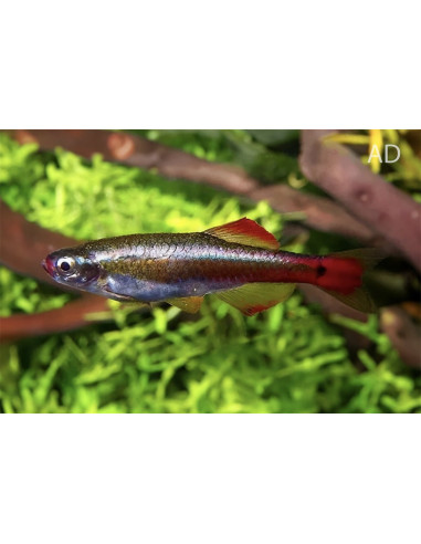 Tanichthys Albonubes 1,5-2cm