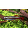 Tanichthys Albonubes 1,5-2cm