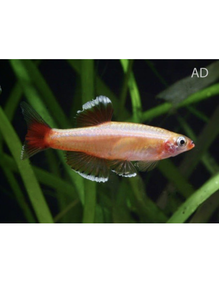 Tanichthys albonubes Gold (Tanichthys albonubes Gold) 1,5-2cm