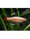 Tanichthys Albonubes Gold 1,5-2cm