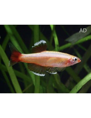 Tanichthys albonubes Gold (Tanichthys albonubes Gold) 2-2,5cm