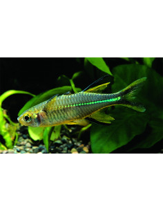 Marosatherina Ladigesi 2-2,5cm