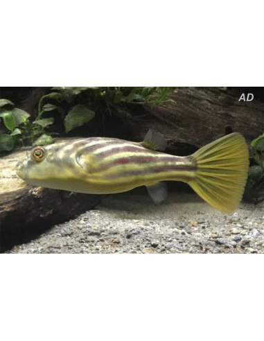Tetraodon lineatus fahaka 12-15CM