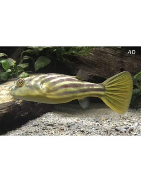 Tetraodon lineatus fahaka 12-15CM