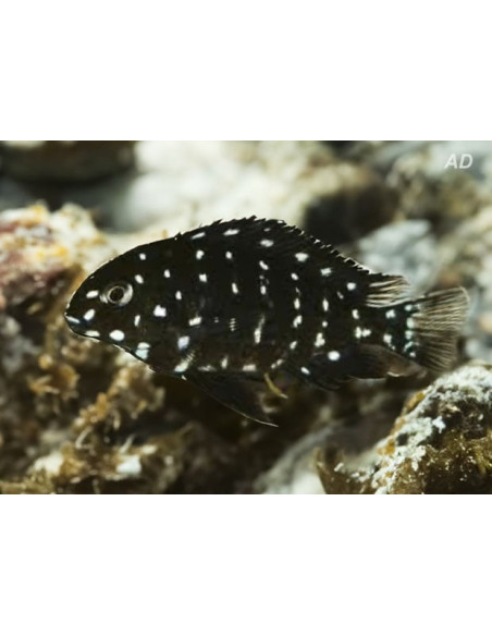Tropheus Duboisi 3-4cm