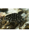 Tropheus Duboisi 3-4cm
